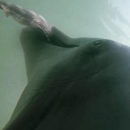 Video | Camera op rug van dolfijn geeft uniek inkijkje in de zee