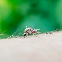 Droogte bezorgt muggen lastige zomer, maar overlast verschilt lokaal
