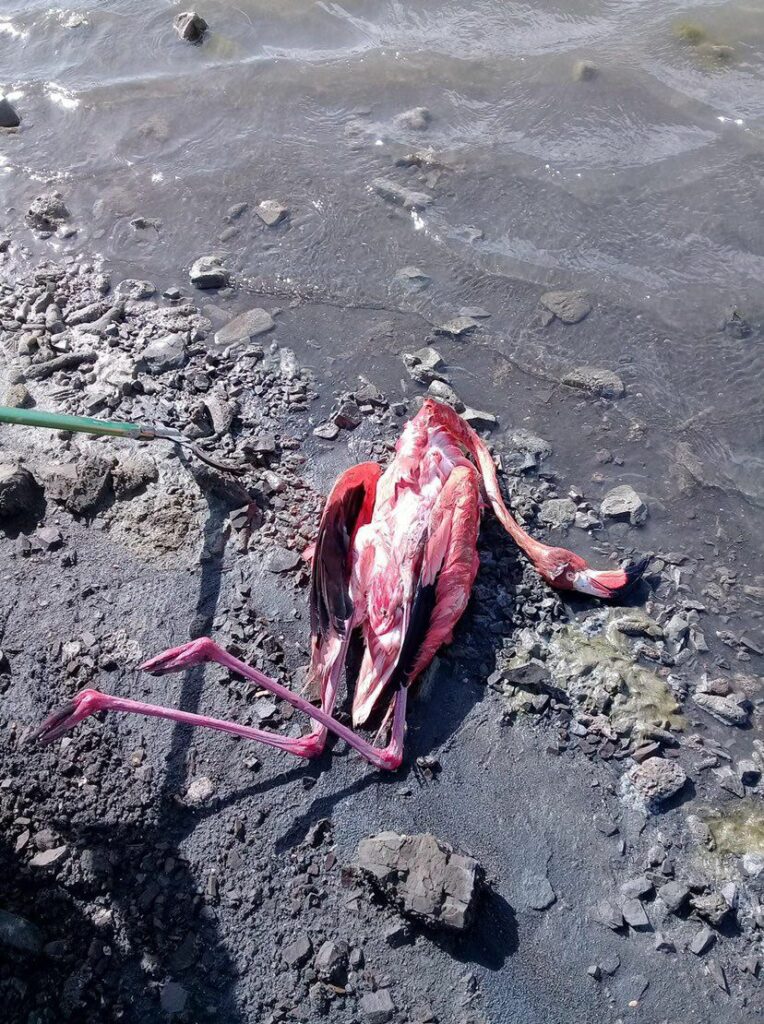 ‘Dronevliegers brengen flamingo’s in gevaar’