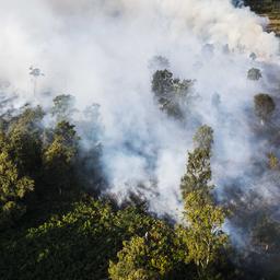 Grote natuurbrand in natuurgebied de Peel in Limburg, brandweer schaalt op
