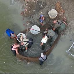 Video | Vissers redden 12.000 kilo vis van de dood bij Zwolle