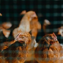 Vogelgriep vastgesteld op pluimveebedrijf Schore, 76.000 kippen geruimd