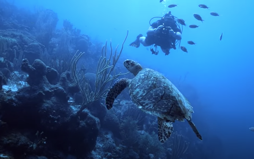 Video | Curaçao Underwater Kunuku nu ook op YouTube in meerdere talen