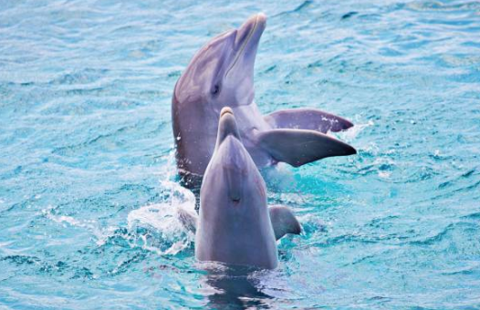 Internationale experts wijzen verklaring dood dolfijn Mosa af