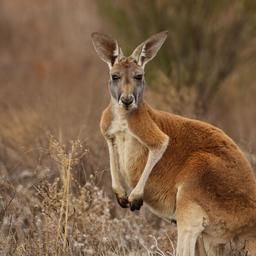 Australiër gedood door kangoeroe: eerste fatale aanval sinds 1936