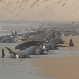 Video | Australiërs proberen grote groep gestrande walvissen te redden