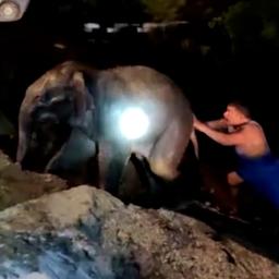 Video | Babyolifant gered uit greppel in India