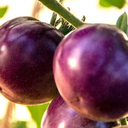Binnenkort kun je in de Verenigde Staten ‘gezondere’ paarse tomaten kopen