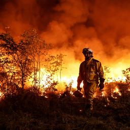 Bosbranden in Europa veroorzaken grootste uitstoot in vijftien jaar tijd