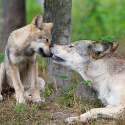 Dit jaar al minstens zestien wolvenwelpen in Nederland geboren