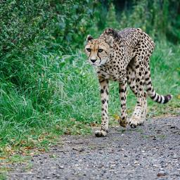 Duitse jongen (17) gebeten door cheeta in Safaripark Beekse Bergen