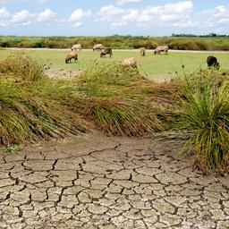 Grondwaterpeil Brabant moet structureel omhoog om droogte tegen te gaan