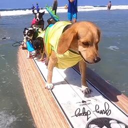 Video | Honden halen met surfboardskills geld op voor goede doel