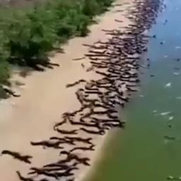 Video | Honderden alligators verzamelen zich langs Braziliaanse rivier