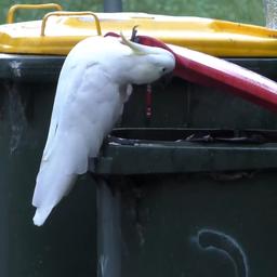 Video | Kaketoes openen ‘beveiligde’ vuilnisbakken in Sydney