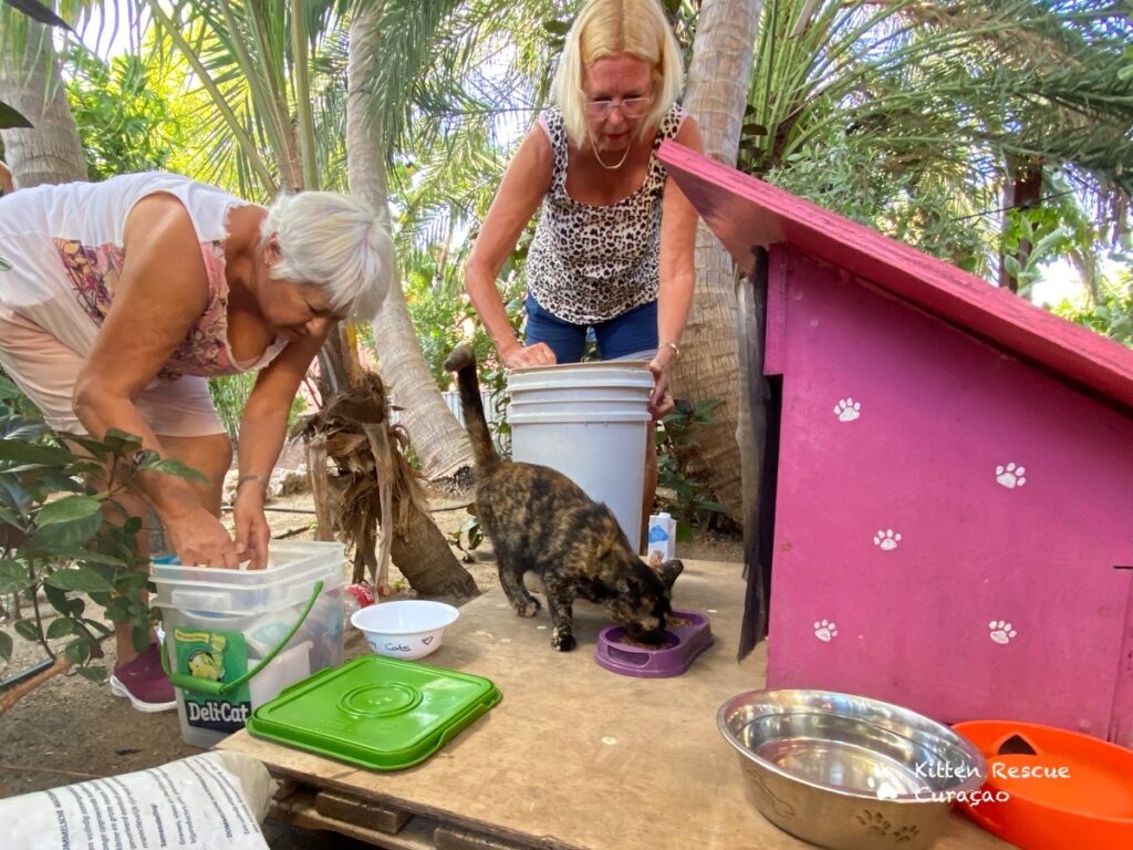 Stichting Kitten Rescue Curaçao en Blue Bay Cats Café slaan handen ineen