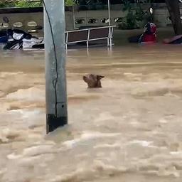 Video | Modderstroom sleurt hond mee in Thailand