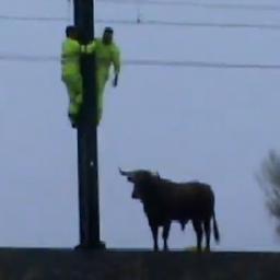 Video | Ontsnapte stier rent spoor op in Spanje
