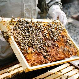 Ook koninklijke bijen geïnformeerd over overlijden koningin Elizabeth