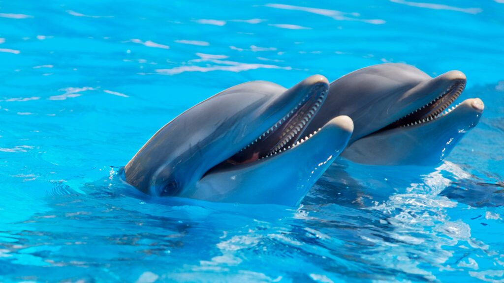 Uitspraak Animal Rights tegen Curaçao Sea Aquarium 19 oktober
