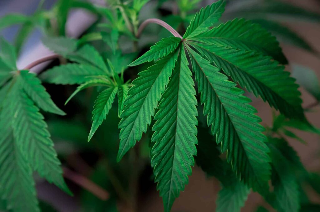 Sint Maarten doet stap naar legalisatie cannabis