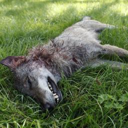 Politie onderzoekt niet-natuurlijke dood van wolf bij Gelderse Heerde