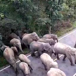 Video | Tientallen olifanten blokkeren weg in Thailand