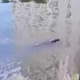Video | Zeehondje duikt op in het centrum van Gent