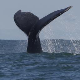 Zeker vijf doden na botsing tussen boot en walvis in Nieuw-Zeeland
