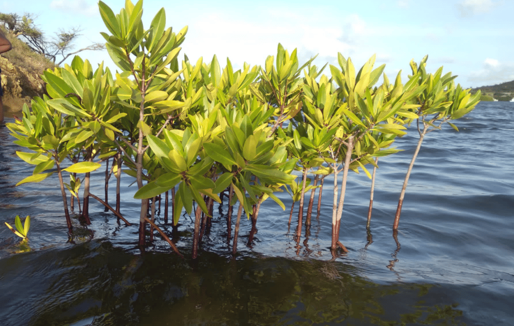 Mangrove herstelproject van start in Boca Sami