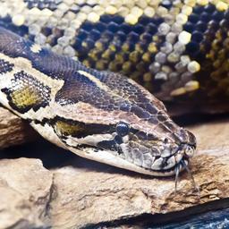 Amerikaan aangeklaagd voor smokkelen drie grote slangen in zijn broek