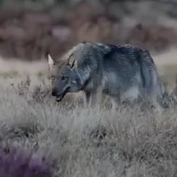 Video | Fotograaf filmt wolf op De Hoge Veluwe