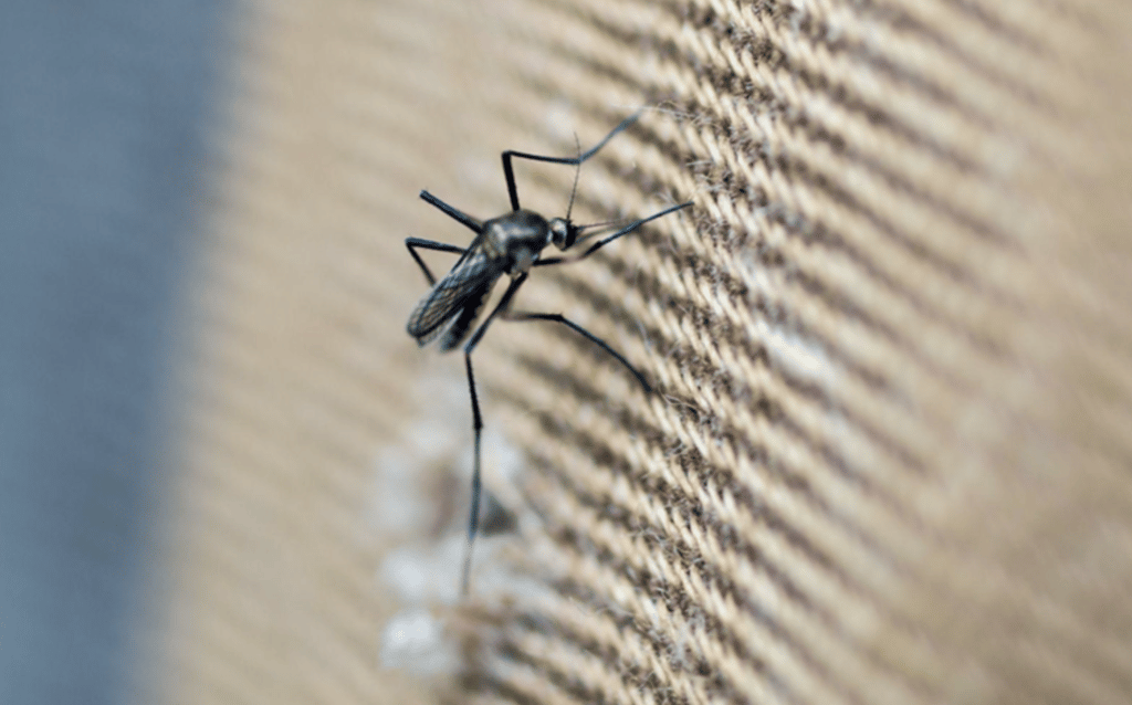 Muggenonderzoek op Aruba, Bonaire en Curaçao