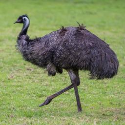 Vogelkenner weet dagenlang ontsnapte emoe wél te vangen: ‘Je moet weten hoe’