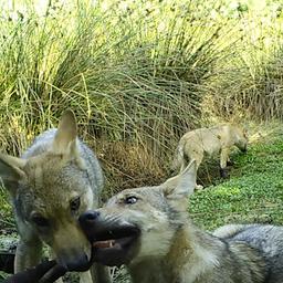 Video | Wildcamera legt spelende wolvenwelpen vast in Drenthe
