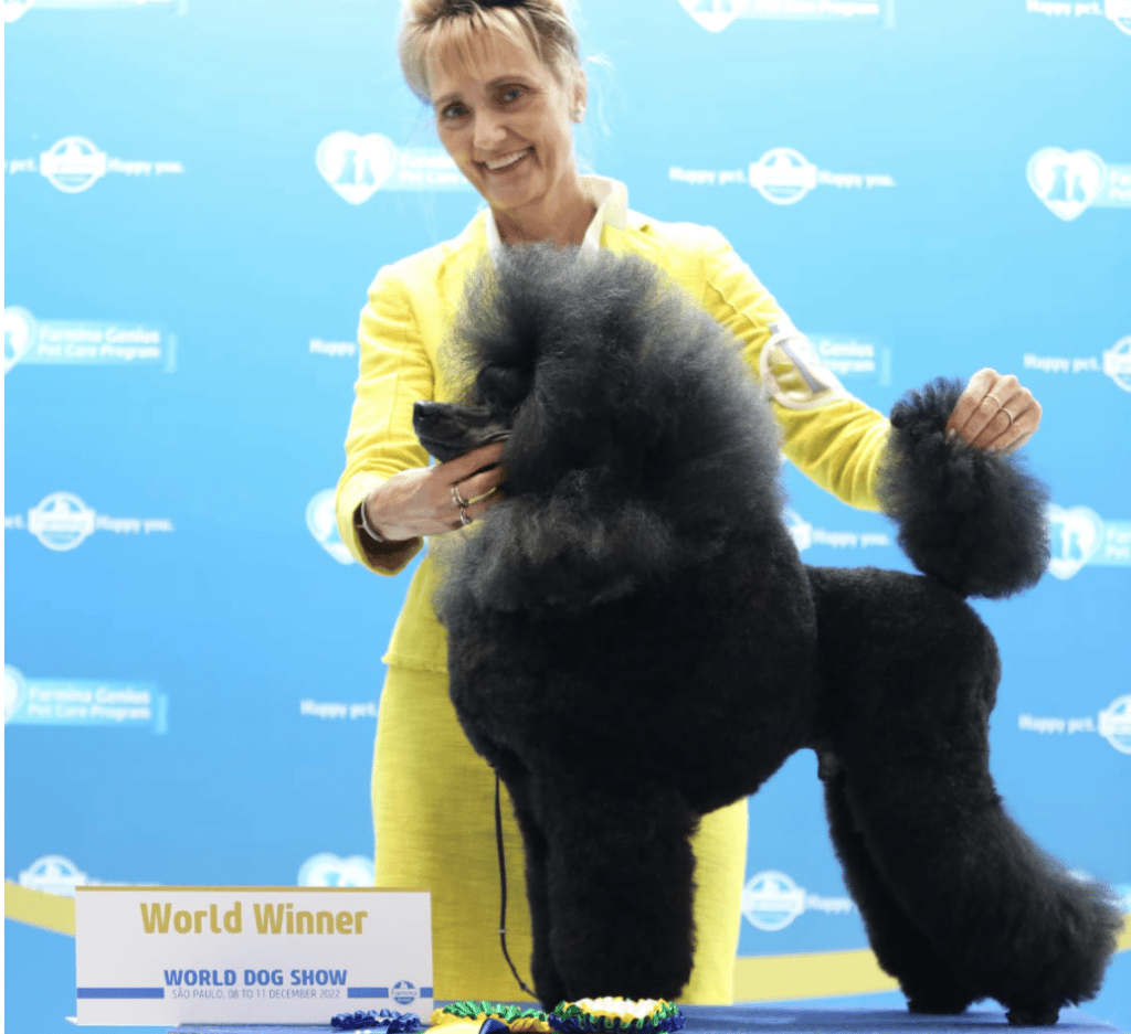 Curaçaose poedel Camillo wint World Dog Show