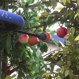 Video | Deze Israëlische drones kunnen fruit oogsten
