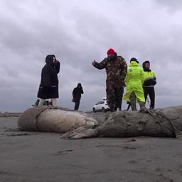 Video | Honderden dode Kaspische zeehonden aangespoeld in Rusland
