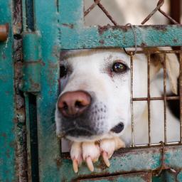 Flink meer meldingen over dierenleed, veel via Oekraïners met gestrest huisdier