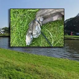 Half jaar cel voor Zwollenaar die hond in kanaal gooide en liet verdrinken