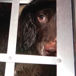 Video | NVWA neemt honden van Brabantse fokkerij in beslag
