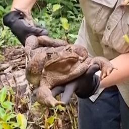 Video | Rangers vinden gigantische reuzenpad in Australië
