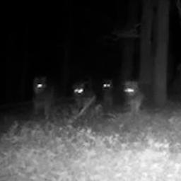 Video | Wildcamera filmt roedel van negen wolven op Veluwe