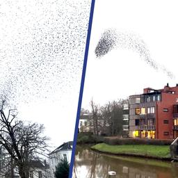 Video | Zwerm spreeuwen danst boven de binnenstad van Zwolle