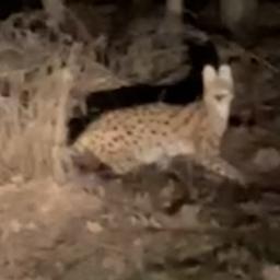 Video | Automobilist filmt serval langs Veluwse weg