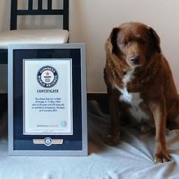 Video | Dit is volgens Guinness World Records de oudste hond ter wereld