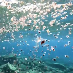 Video | Duikers filmen zeldzame hoeveelheid zeevlinders in Rode Zee