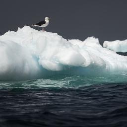 Nog nooit was er in januari zo weinig zee-ijs op Antartica