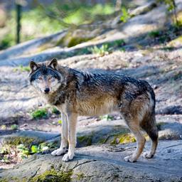 Zweedse jagers doden 54 wolven ondanks negatief advies van wetenschappers