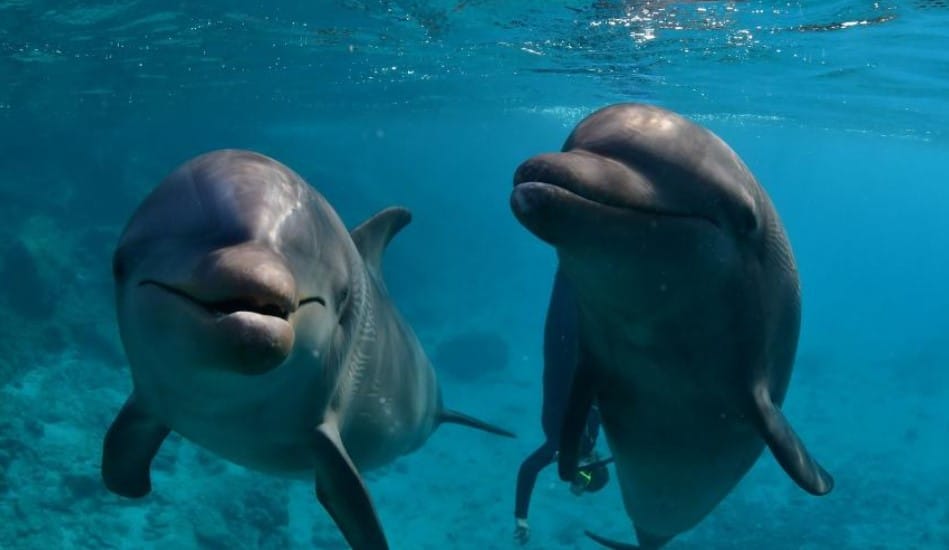 Zorgen om ‘Curaçaose’ dolfijn Serena in Saoedi-Arabië